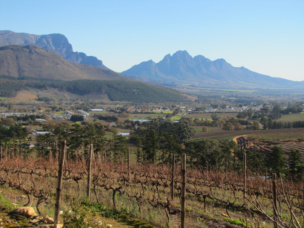 Viñedos sudafricanos cerca de Stellenbosh