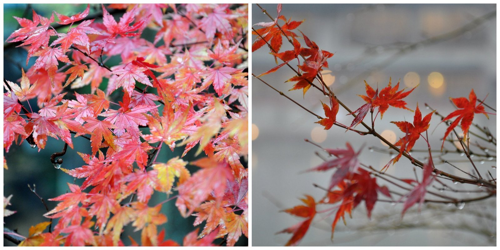 Color de otoño para arces japoneses en las orillas del lago en Yufuin