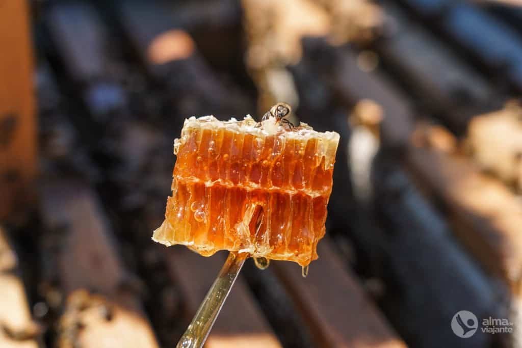 Panal producido por las abejas mansas de buckfast, Branda da Aveleira