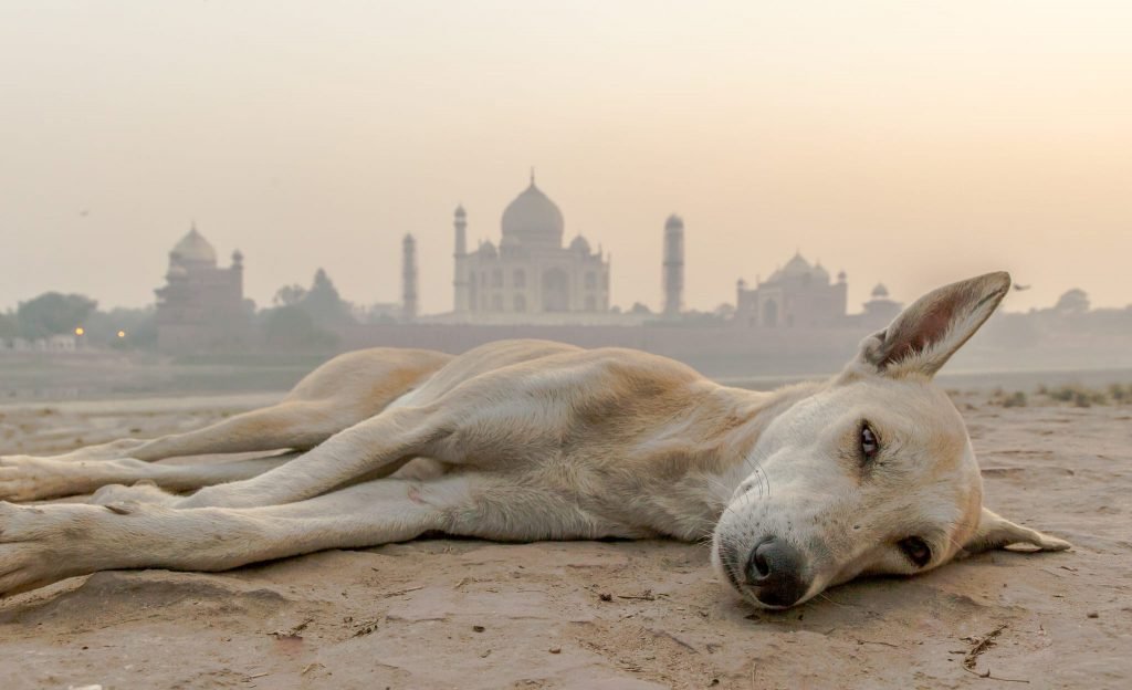 Taj Mahal Consejos de Fotografía y Guía de Viaje