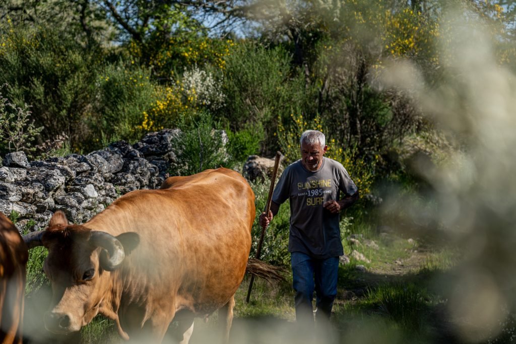 Pastor en Campo Benfeito