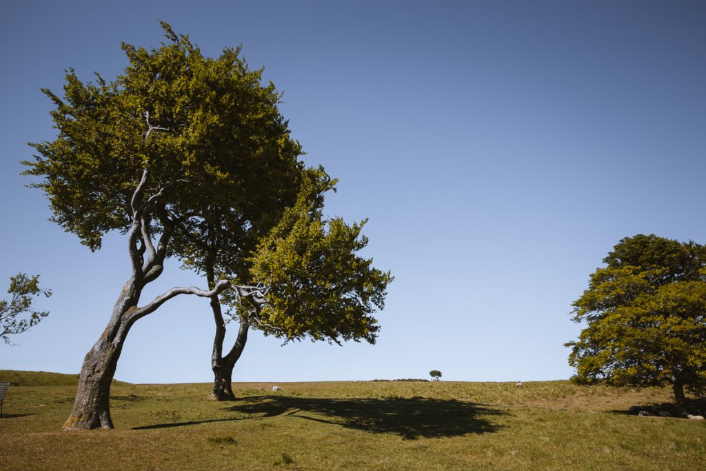 árboles ornamentados en una meseta de una colina