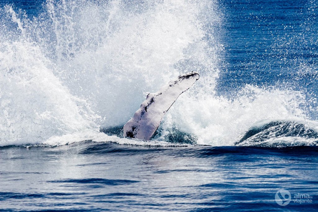 Ballena jorobada en Samaná