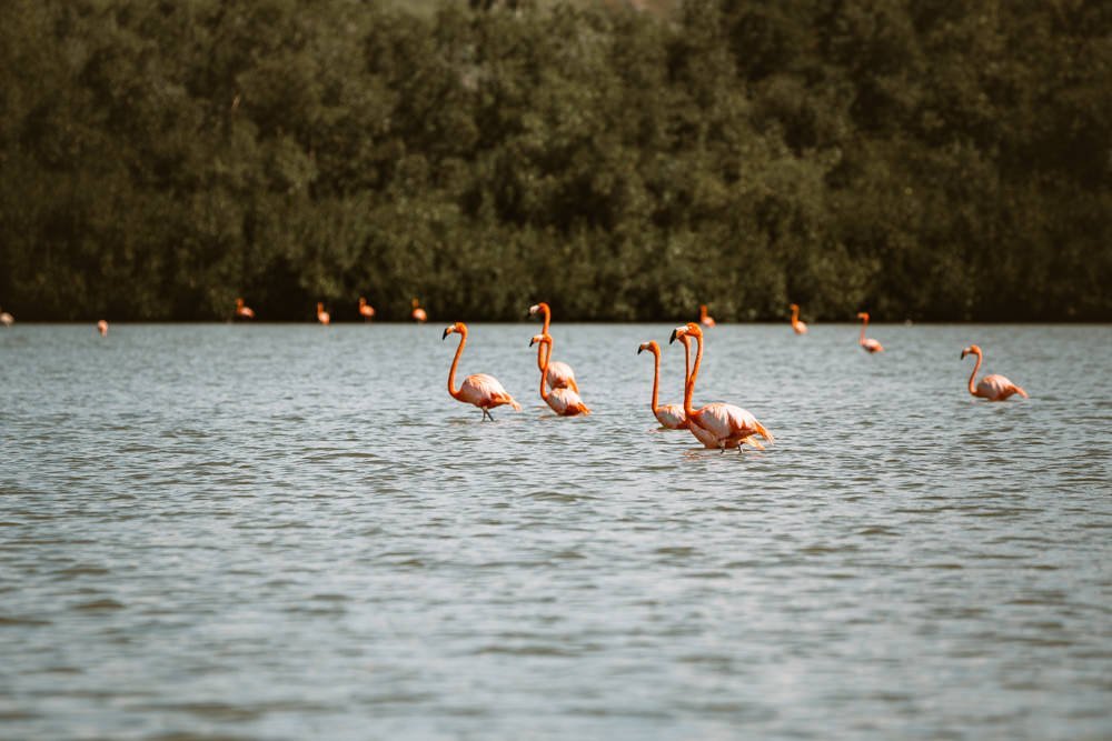 Ciénaga de Zapata Cuba