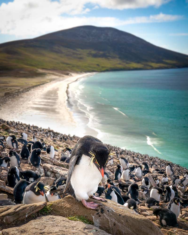 Un pingüino Saltamontes en las Islas Malvinas