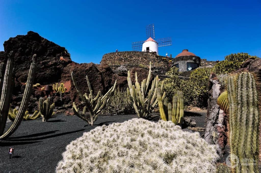 Jardín de cactus