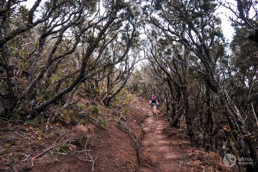 Anagá, Tenerife