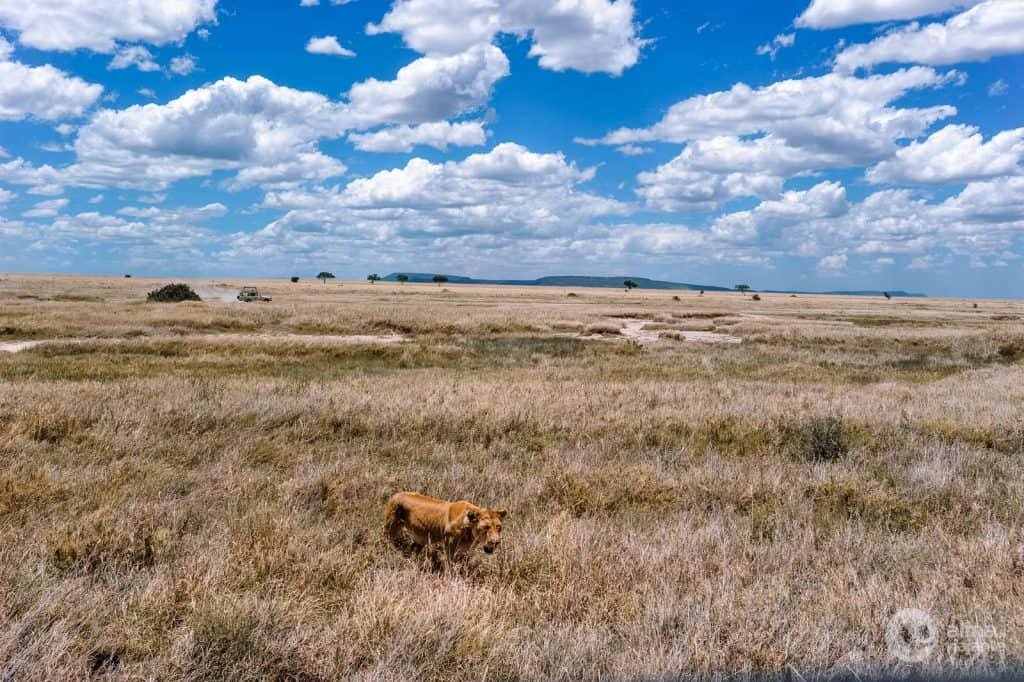 Sabana del Serengeti