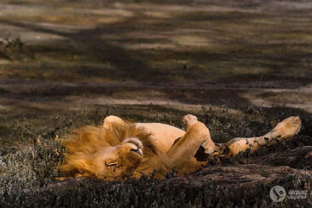 Safari en el Serengeti: leones