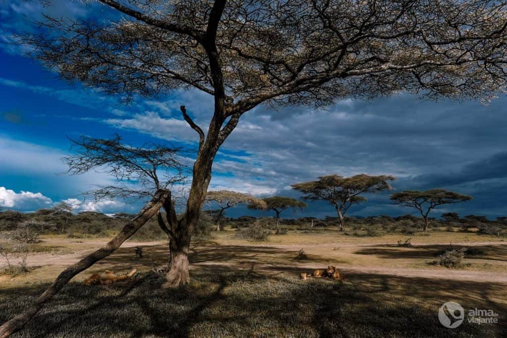 Safari en Tanzania: leones