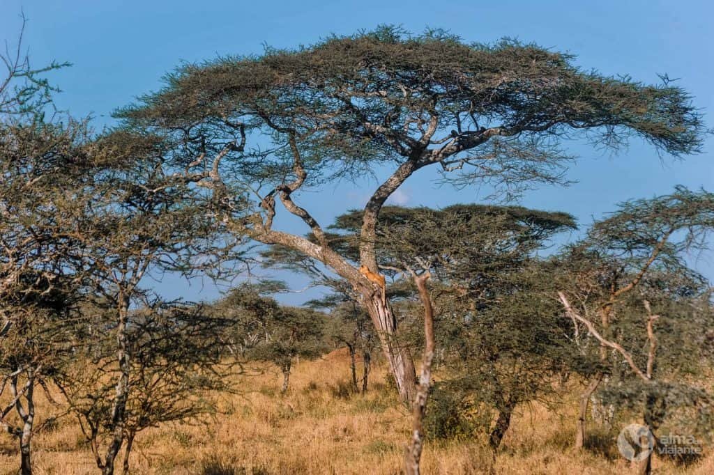 Safari en el Serengeti: león encima de un árbol
