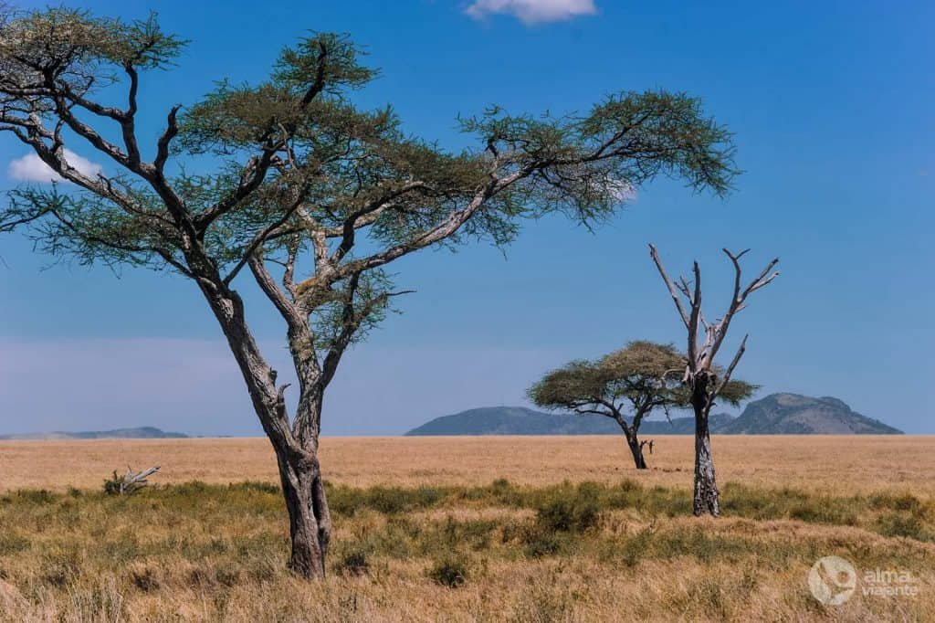 Visita Serengeti: leopardo en un árbol