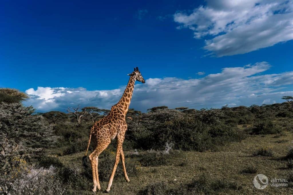Safari en Tanzania: jirafa
