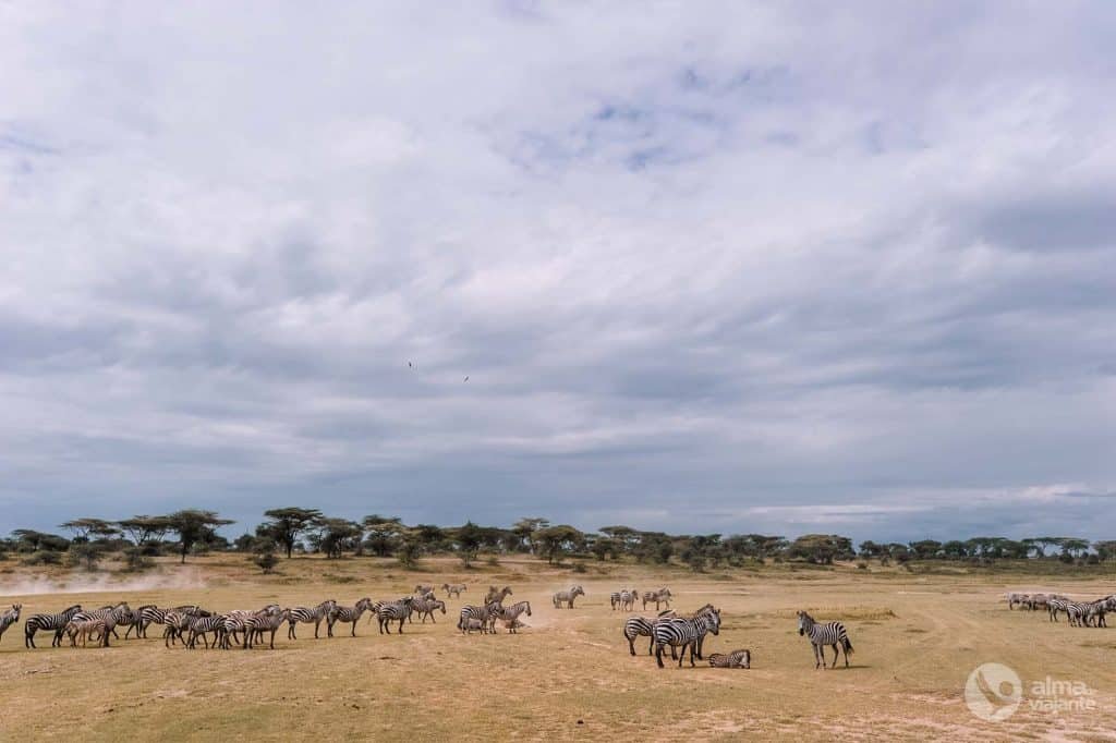 Cebras en el Serengeti