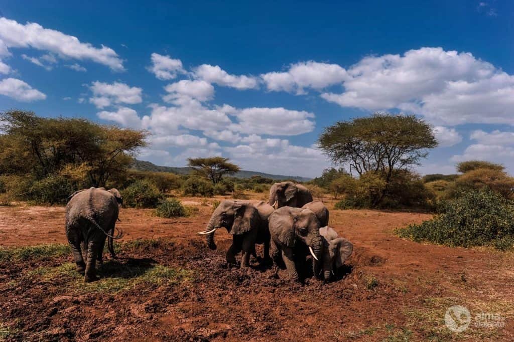 Safari por el lago Manyara: elefantes