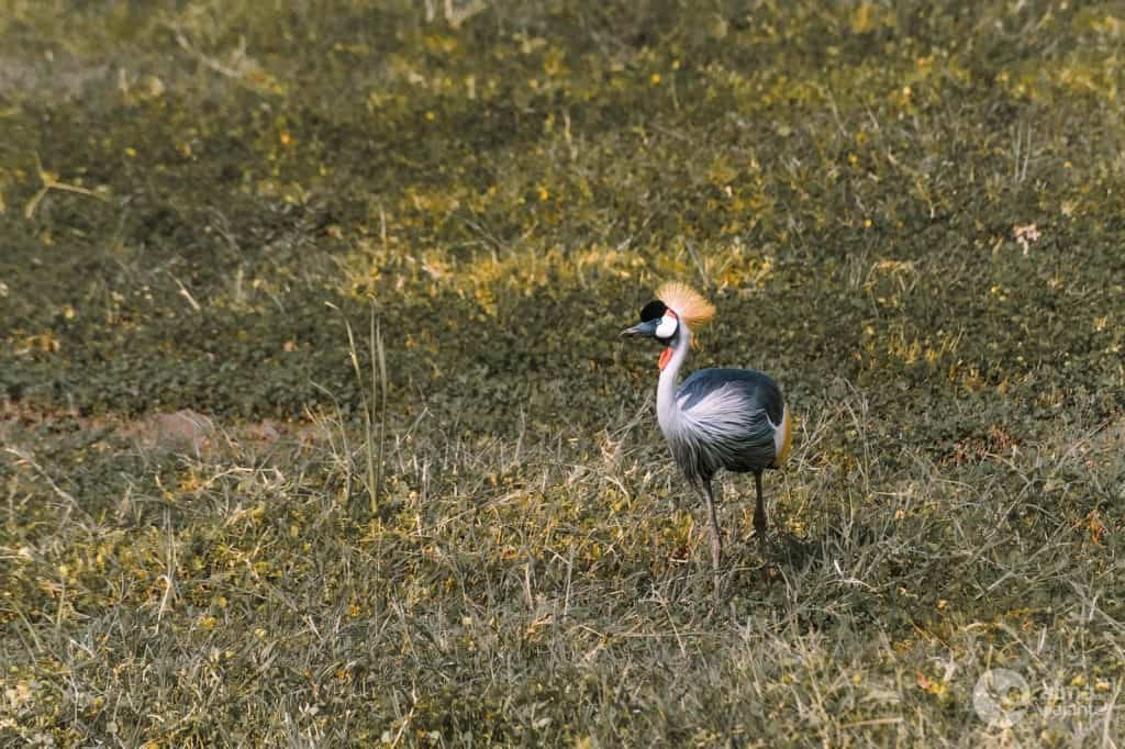 Grulla coronada oriental, lago Manyara