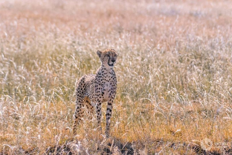 Safari en el Serengeti: guepardo