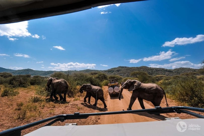 Safari por el lago Manyara
