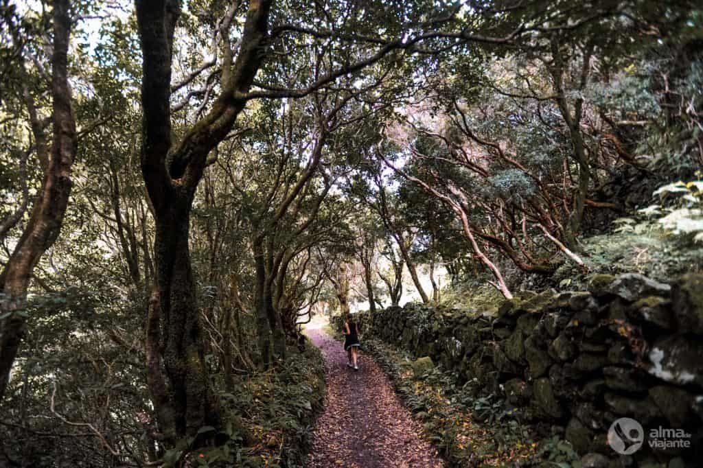 Sendero Caldera Santo Cristo (PR1SJO)