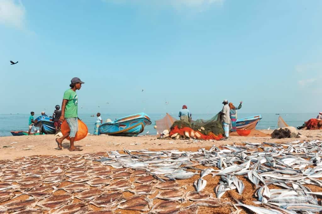 Qué hacer en Negombo: visitar el mercado de pescado