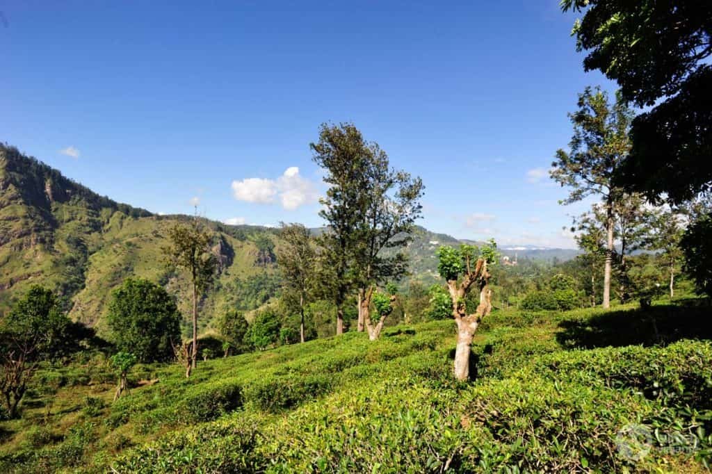 Plantaciones de té en Ella