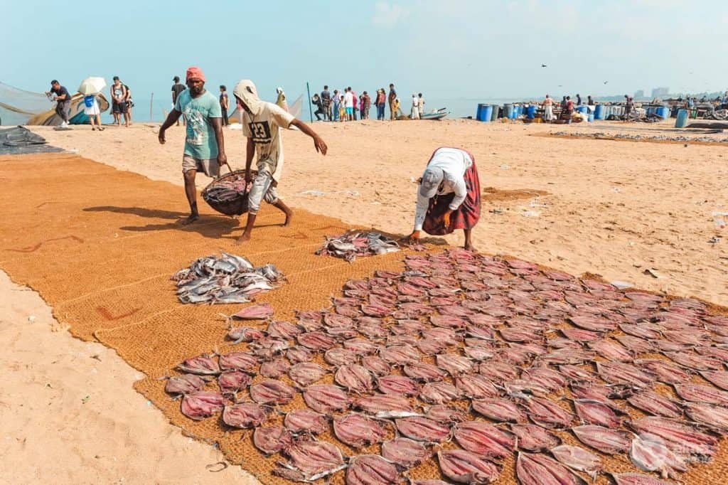 Pescado salado secándose al sol