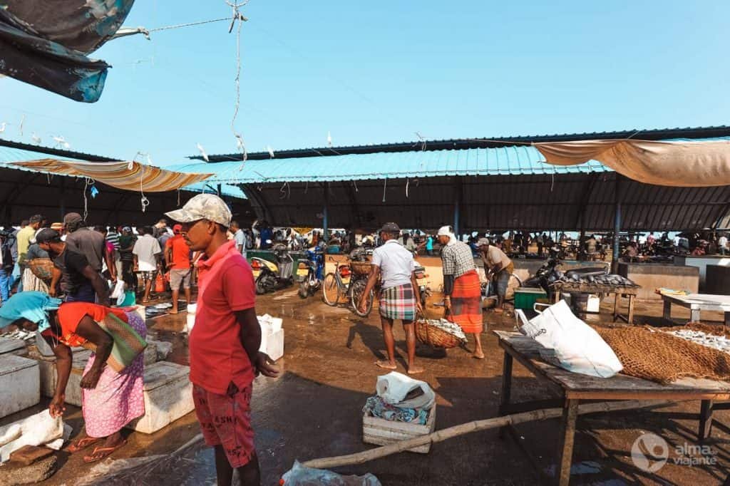 Mercado de pescado en Negombo, Sri Lanka