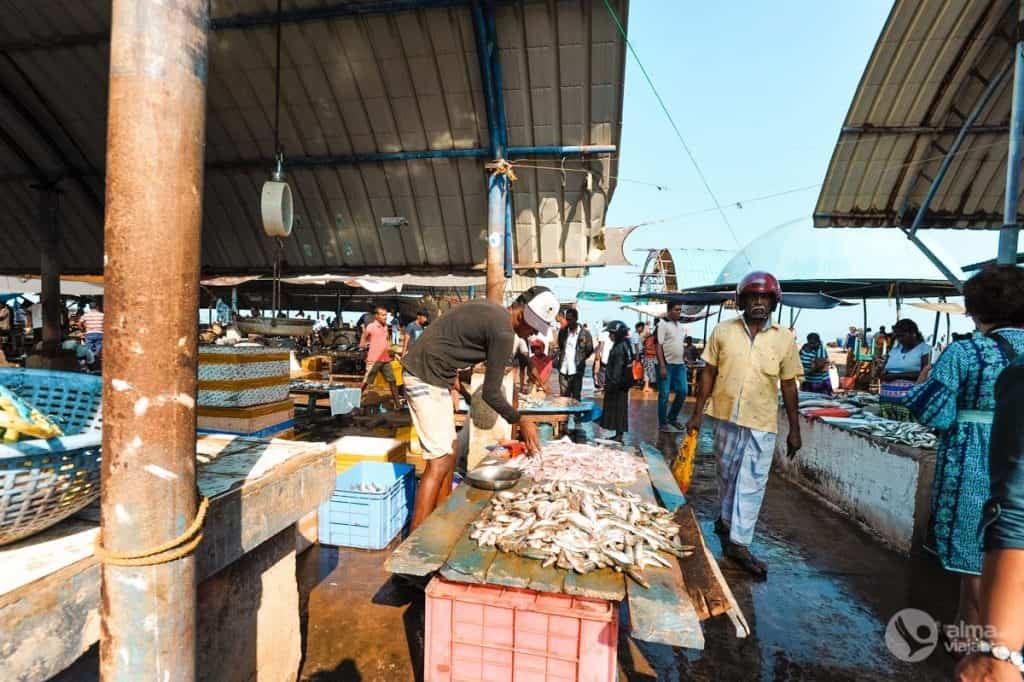 Mercado de pescado, Negombo