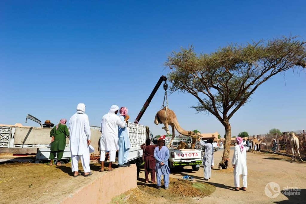 Camello Al Ain Abu Dabi