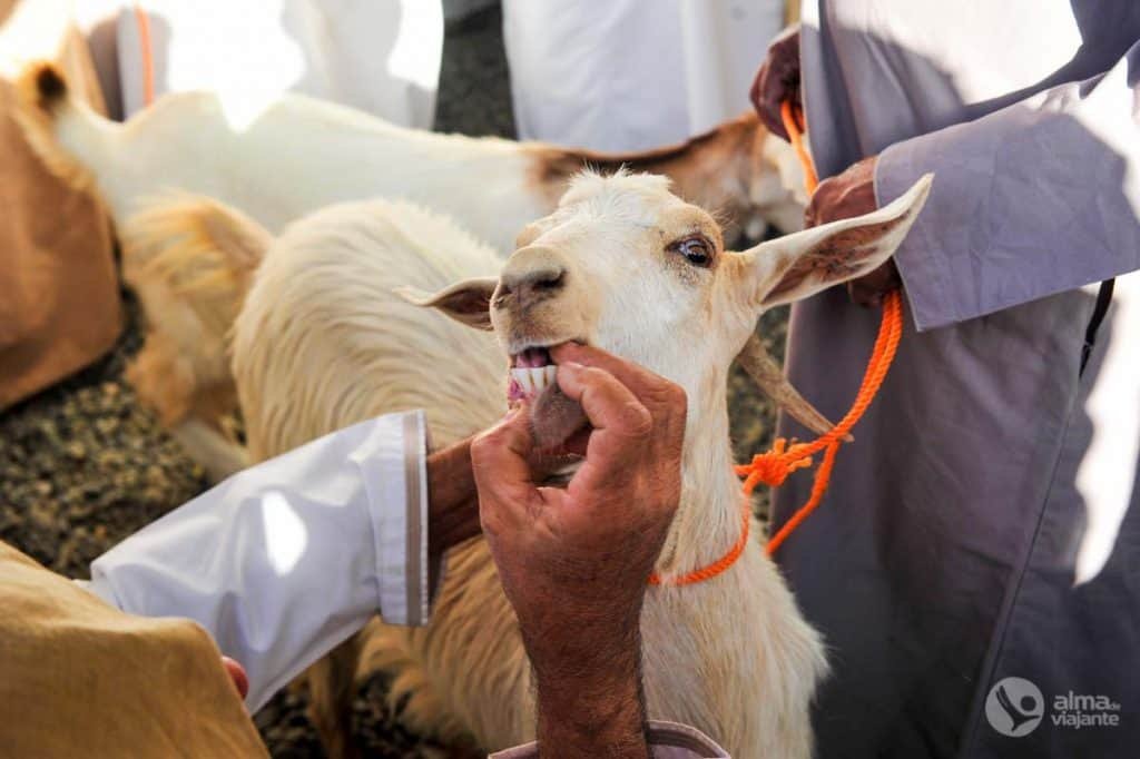 Cabra, Nizwa