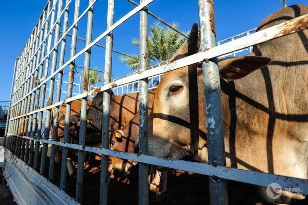 Vacas en el mercado de ganado de Nizwa