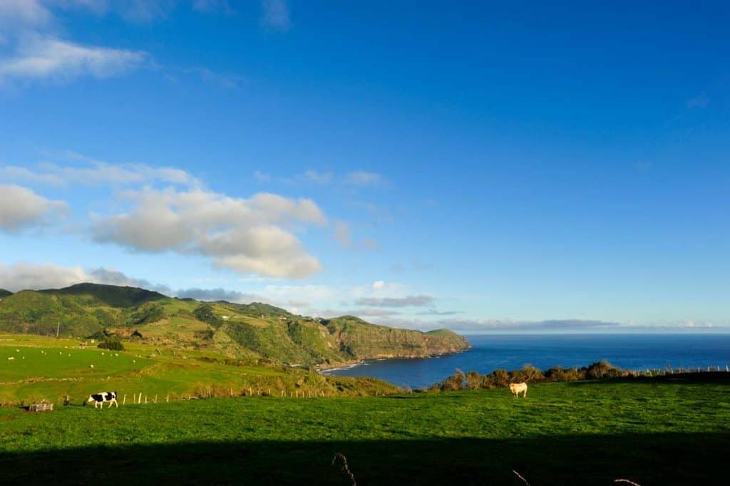 Vacas en las Azores