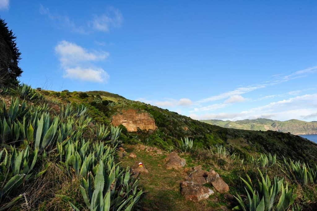 Cactus de aloe vera