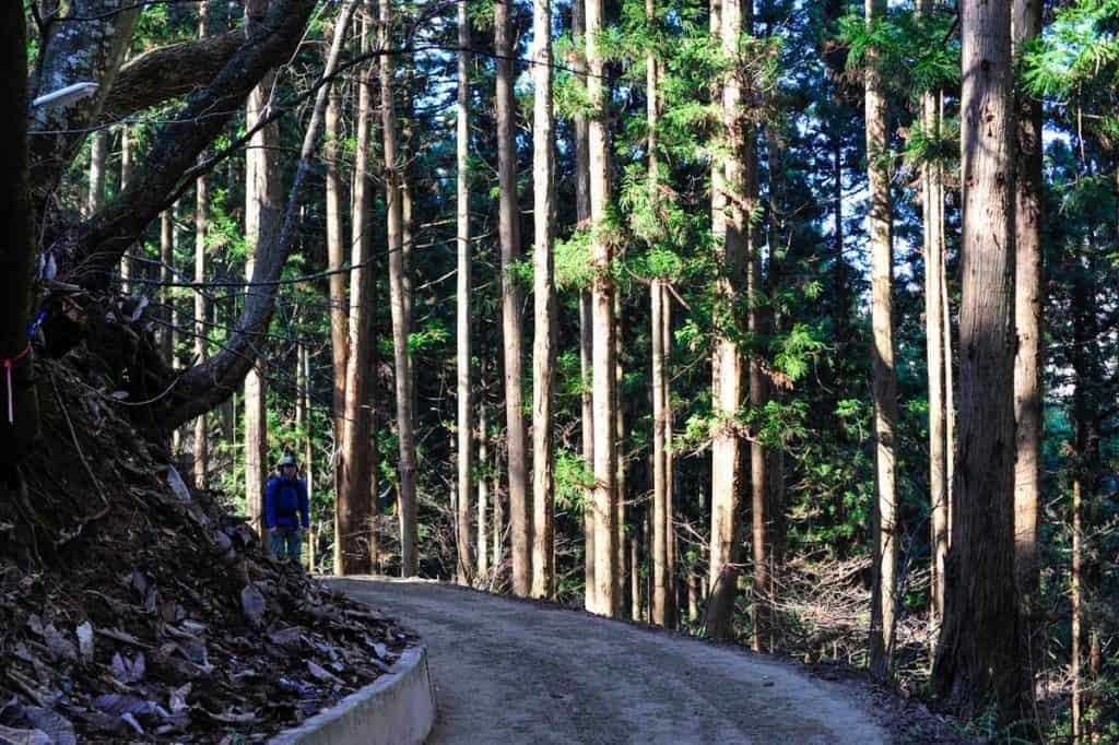 Sendero forestal de acceso al Parque dos Macacos das Neves (Jigokudani)