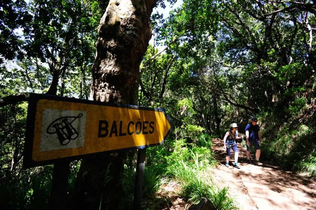 Observación de pájaros en Madeira: Tomado de los Balcles