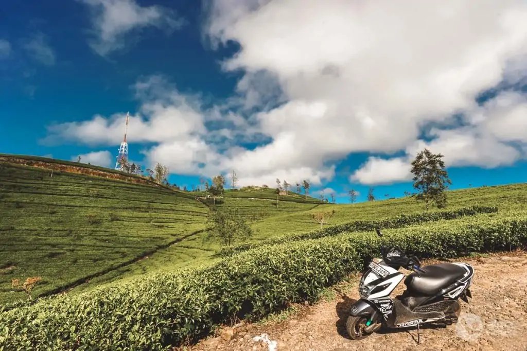 Plantaciones de té haputale