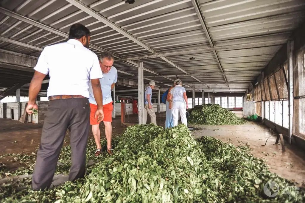 Dambatenne, la fábrica de té de Sir Thomas Lipton