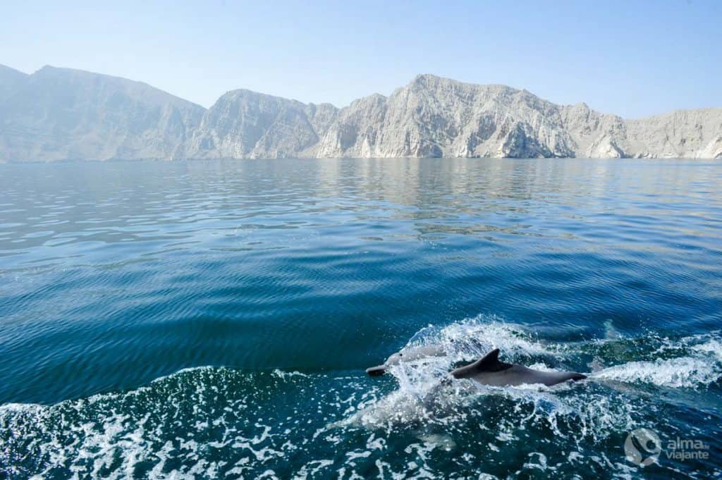 Delfines de Musandam