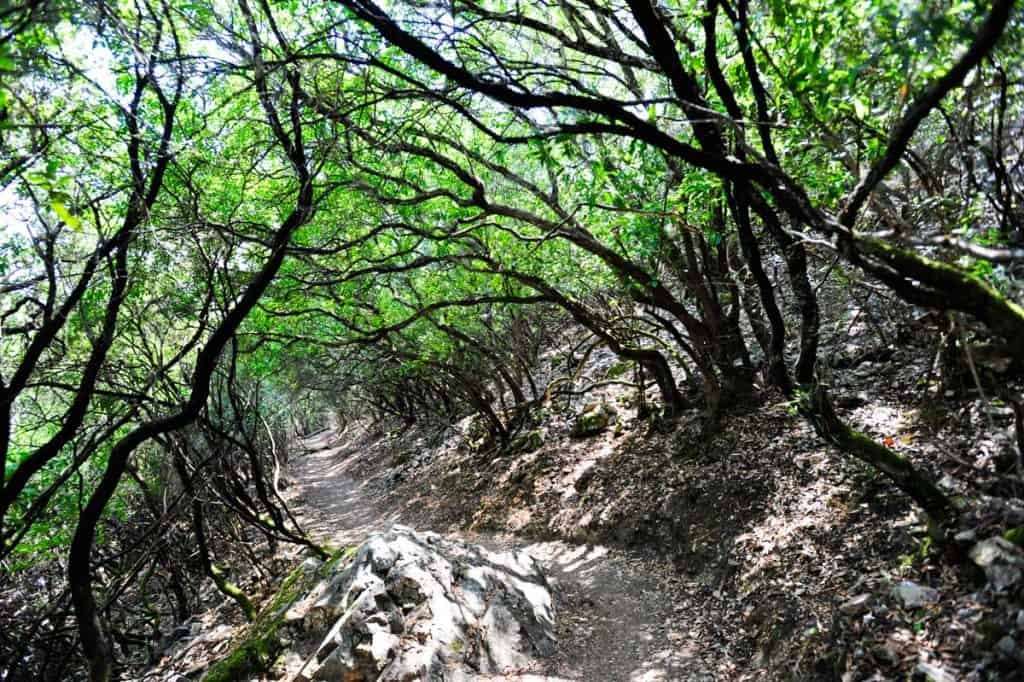 Sendero en el Parque Nacional de Monfragüe
