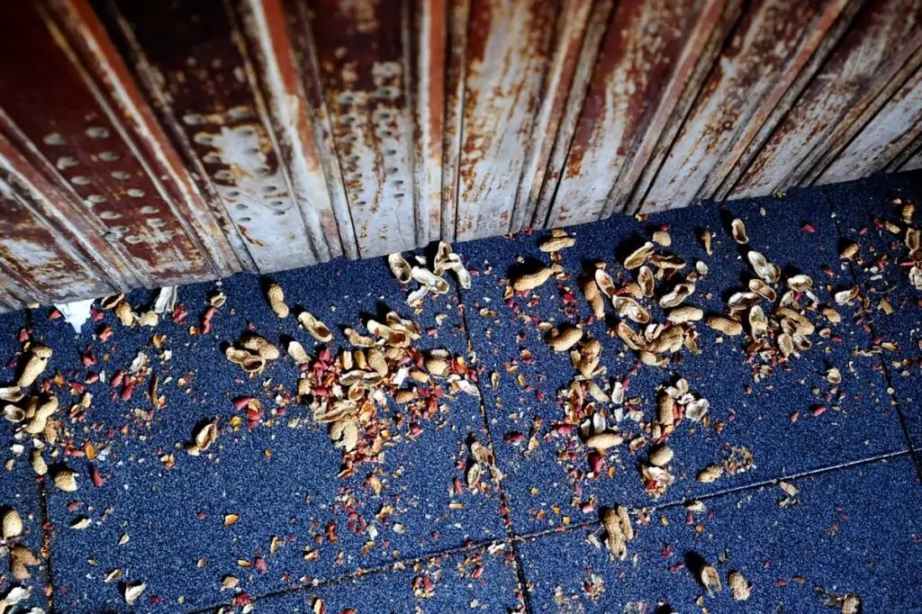 Las cáscaras de maní indican dónde beber poncha en Madeira