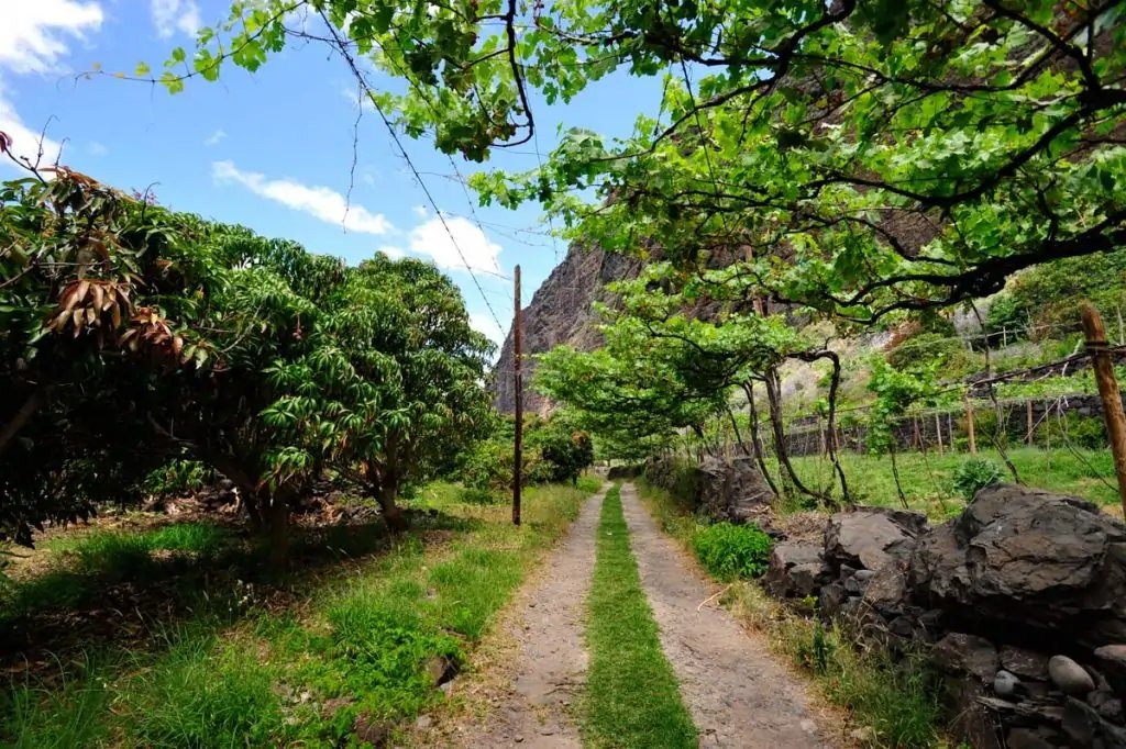 Viñedos de malvasía para el vino de Madeira
