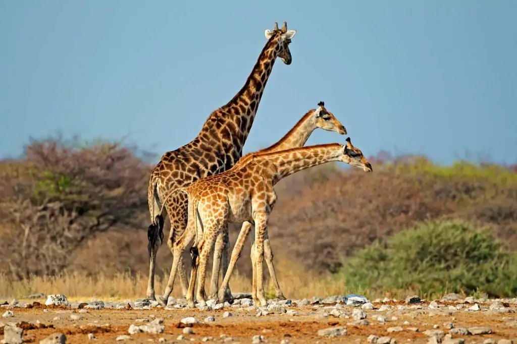 Jirafas en el parque Etosha