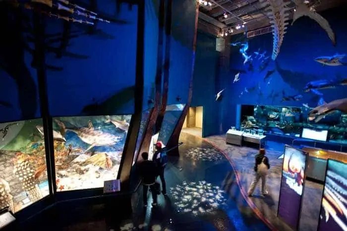 Viajar con niños: Museo Te Papa, Wellington