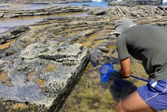 Pesca de mariscos en la playa de Carriagem