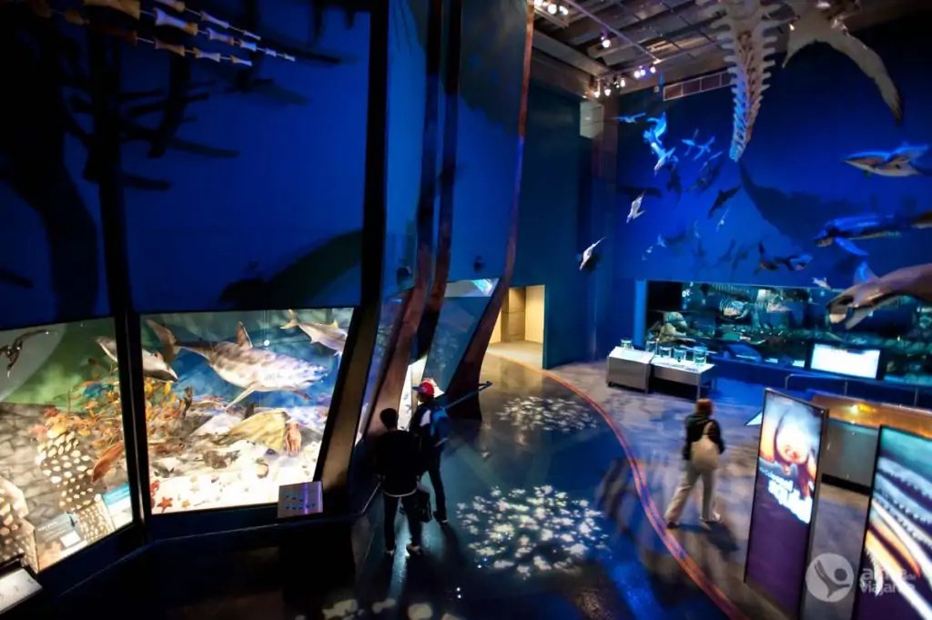 Museo Te Papa, Wellington