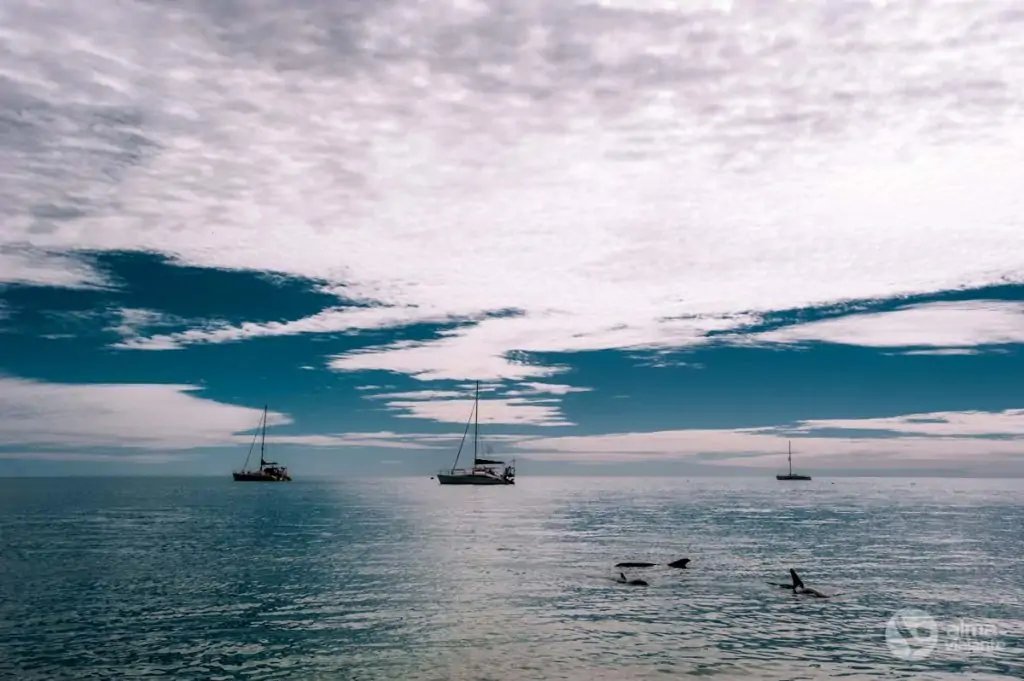 Delfines en Monkey Mia