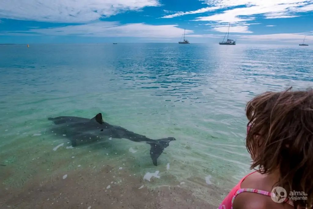 Delfines en Monkey Mia
