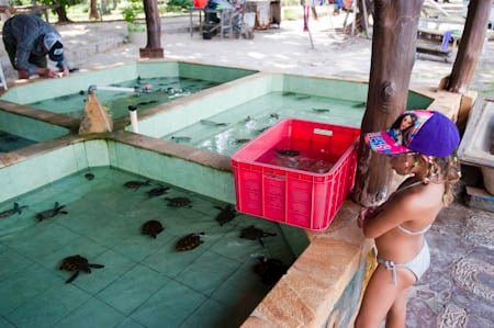 Centro de Conservación de Tortugas en Gili Meno