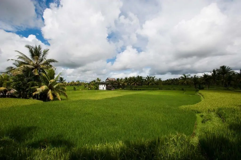 Campos de arroz en Ubud, Bali.
