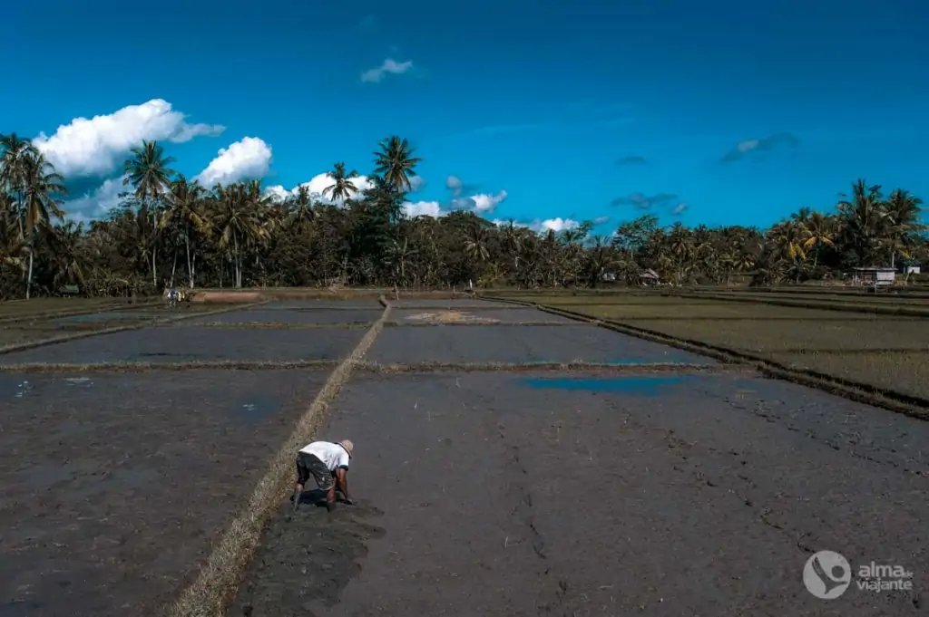 Campos de arroz en Penestanan, Ubud, Bali.